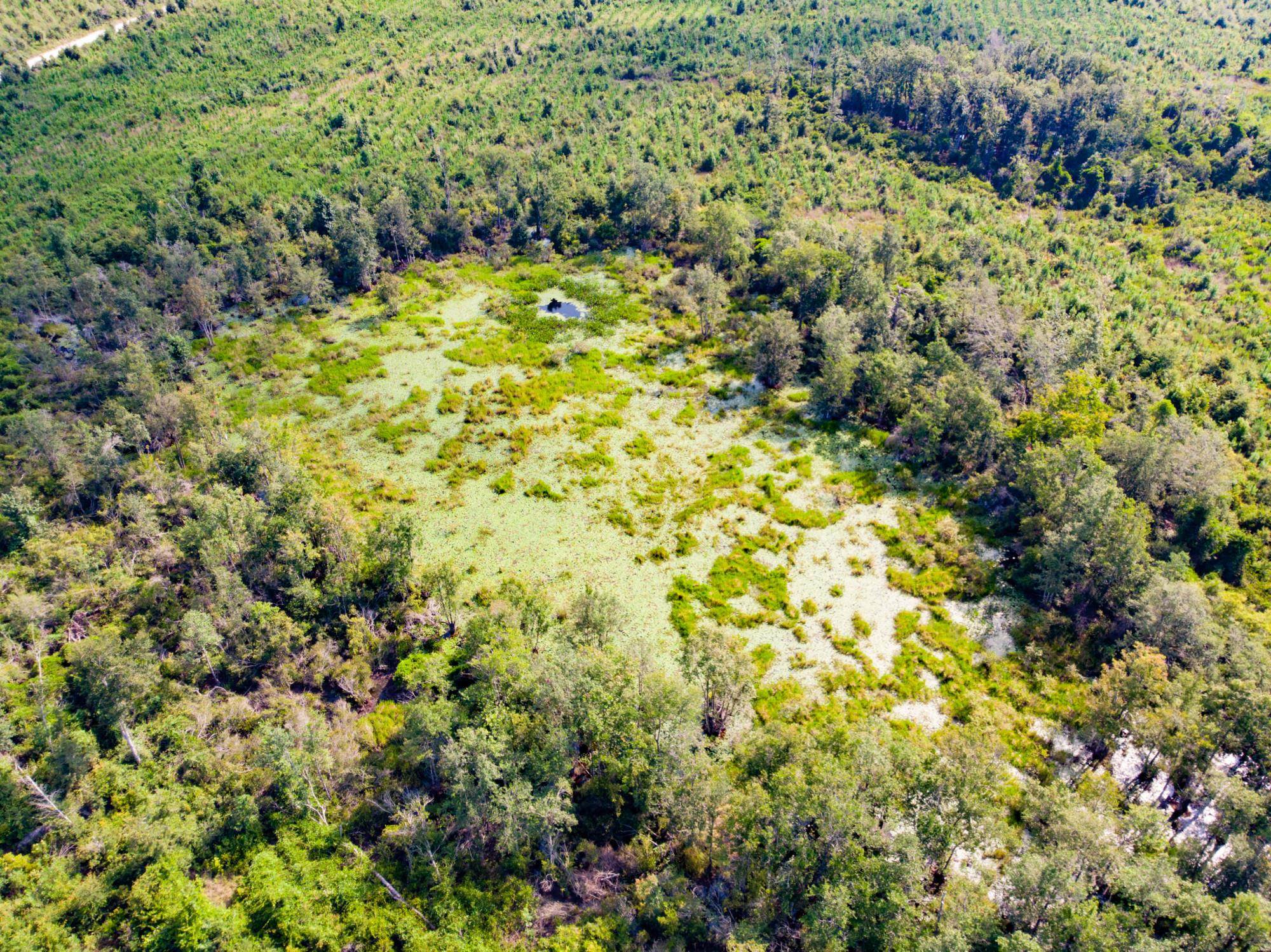 Cemetery Road Lamont, FL 32336 - Photo 12 of 28 Gallery Image 12