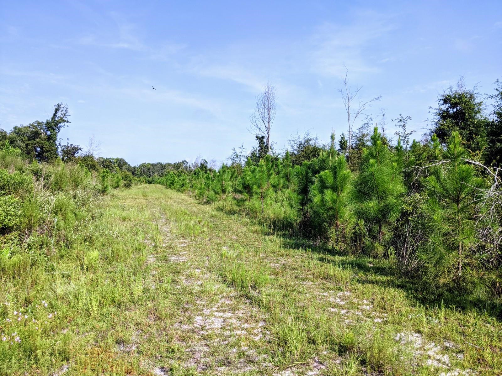 Cemetery Road Lamont, FL 32336 - Photo 14 of 28 Gallery Image 14