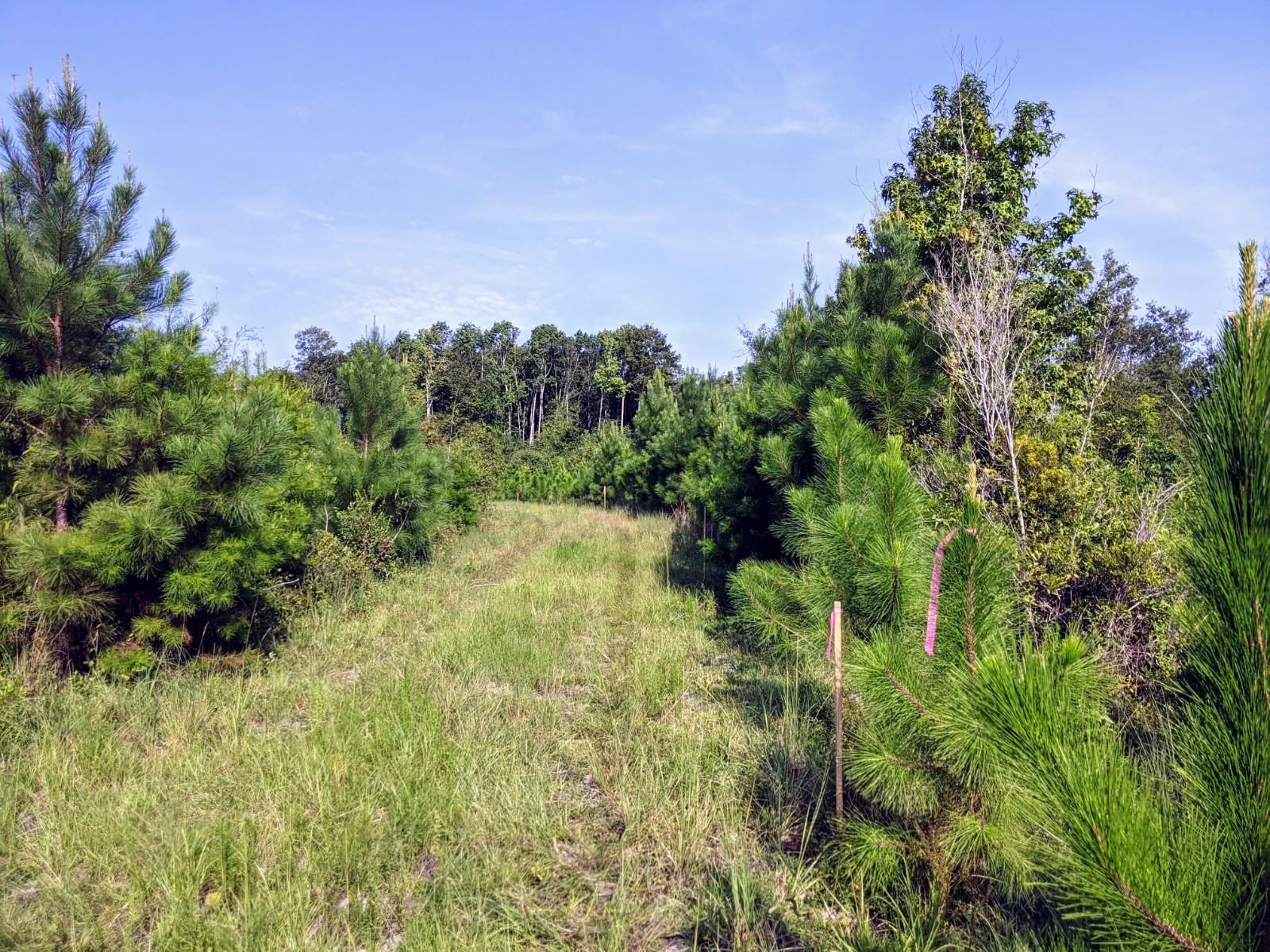 Cemetery Road Lamont, FL 32336 - Photo 15 of 28 Gallery Image 15