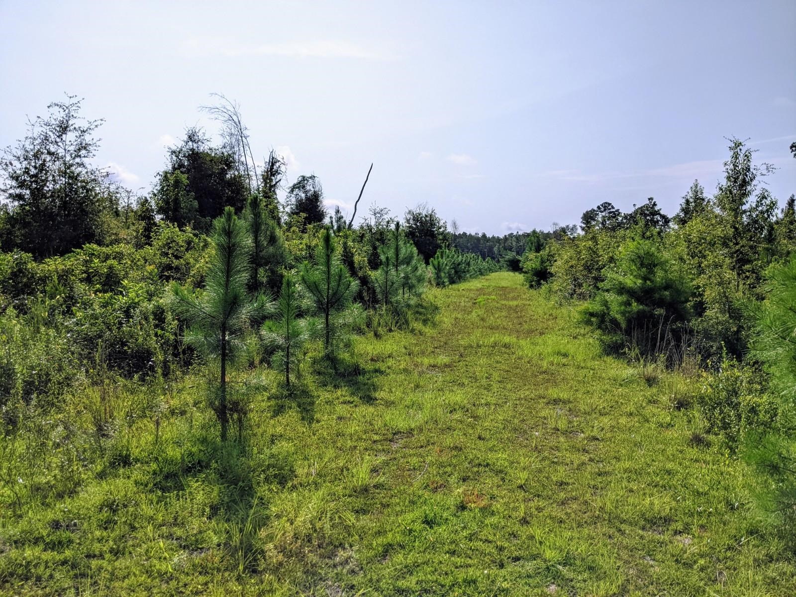 Cemetery Road Lamont, FL 32336 - Photo 16 of 28 Gallery Image 16