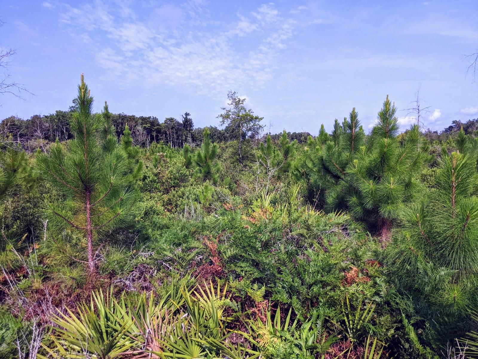 Cemetery Road Lamont, FL 32336 - Photo 21 of 28 Gallery Image 21