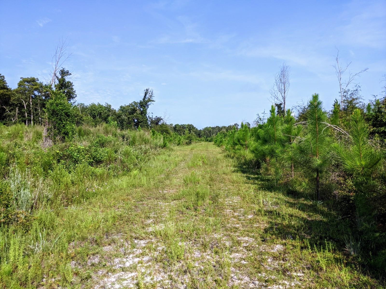 Cemetery Road Lamont, FL 32336 - Photo 22 of 28 Gallery Image 22