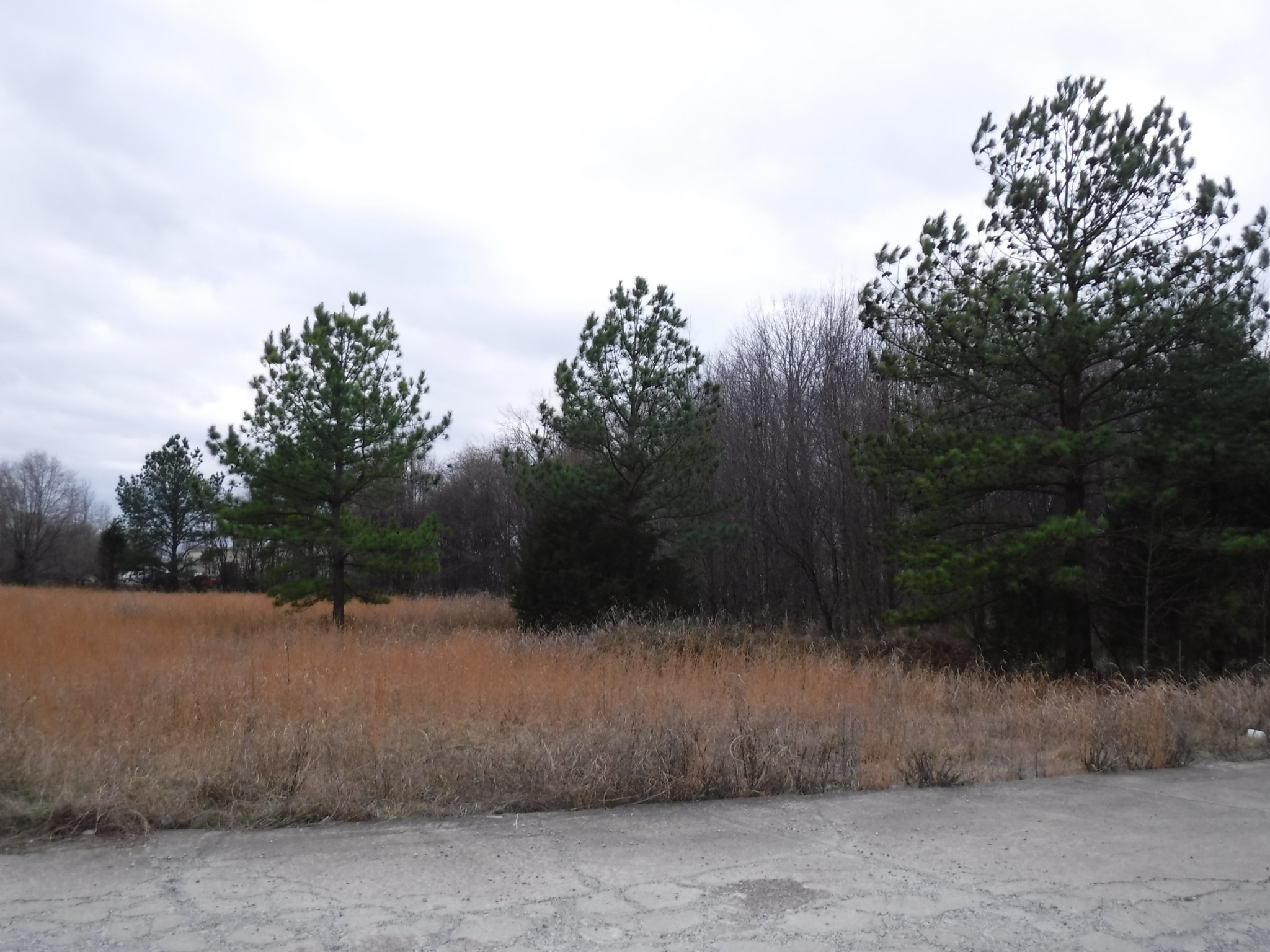 1 Pembroke Road Clarksville, TN 37042 - Photo 2 of 4 a view of backyard with green space