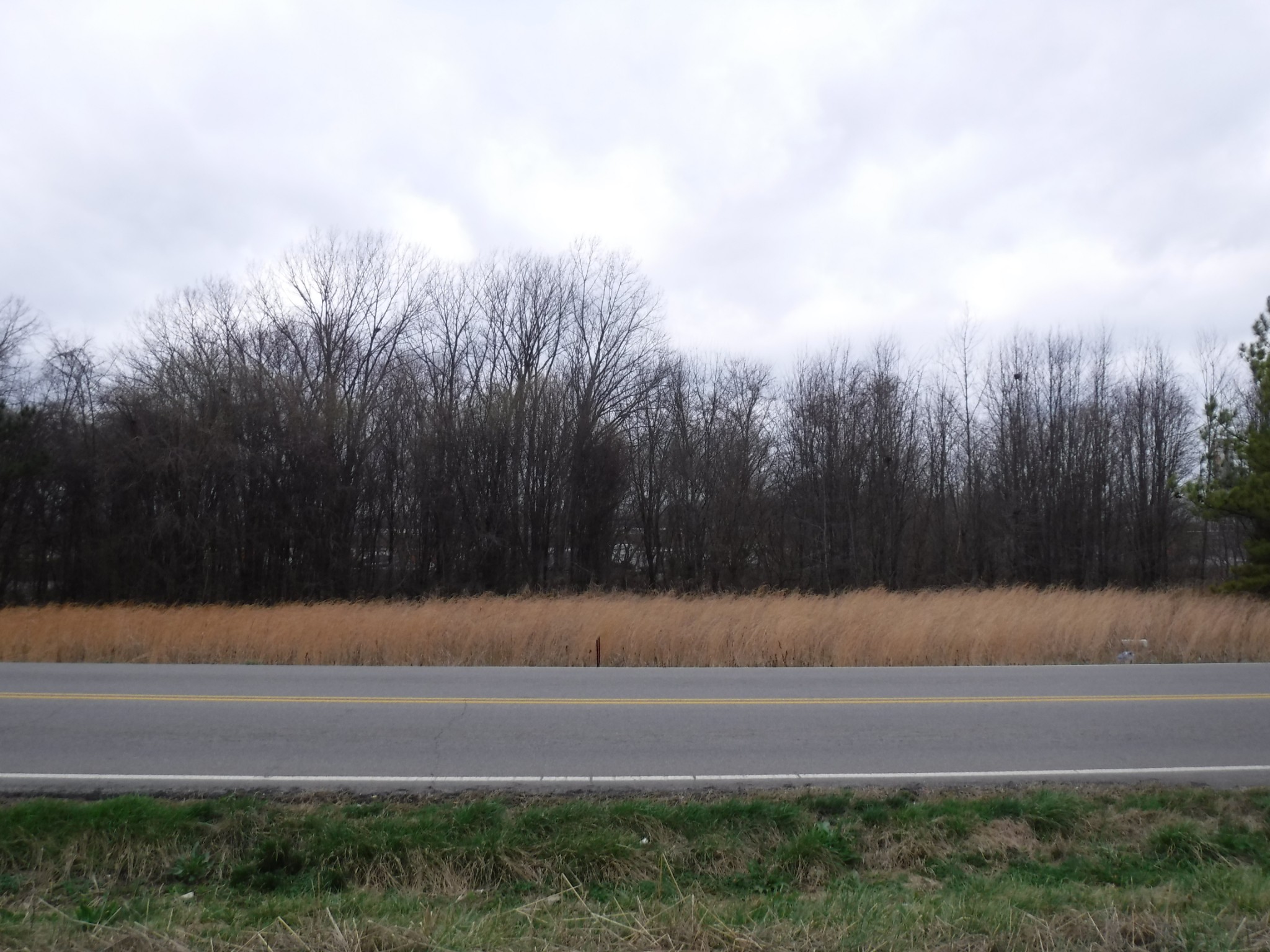 1 Pembroke Road Clarksville, TN 37042 - Photo 4 of 4 a view of yard with green space