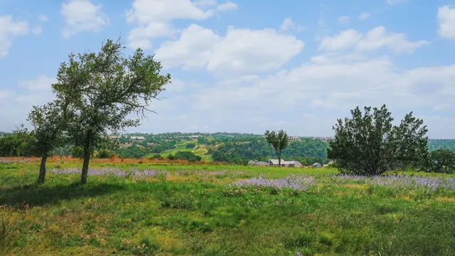 a view of a field with plants and sky view