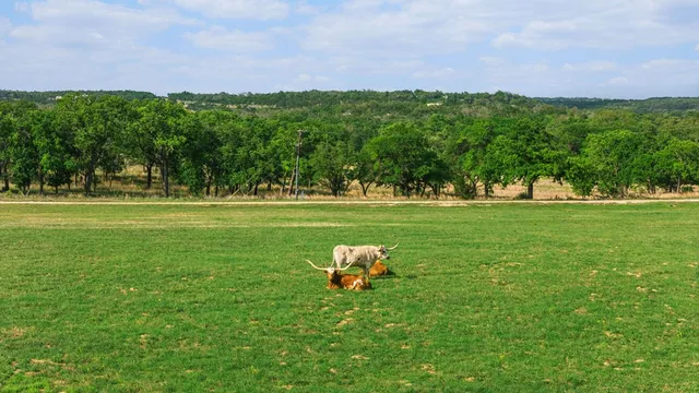 a view of a house with backyard and a tree