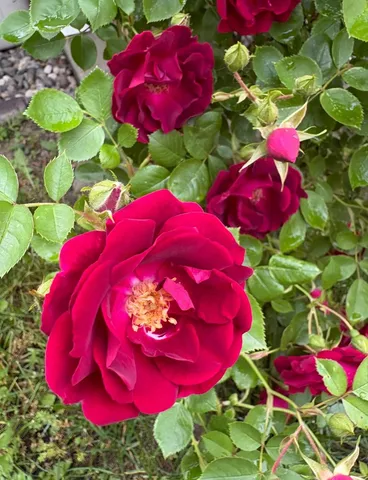 $359,400 | 5541 Eric Street, Allendale, MI 49401