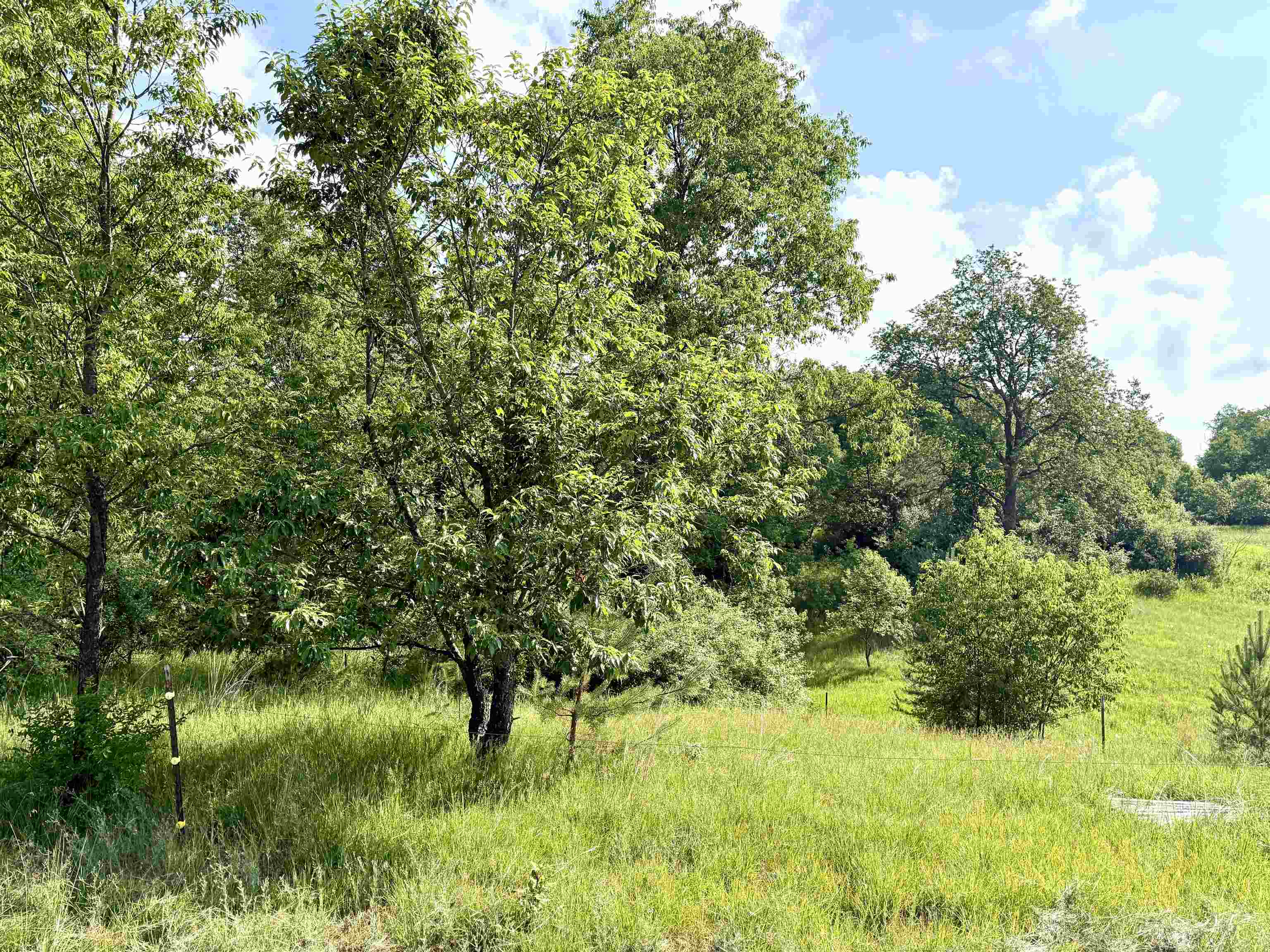 0 North 25 Road Mesick, MI 49668 - Photo 13 of 13