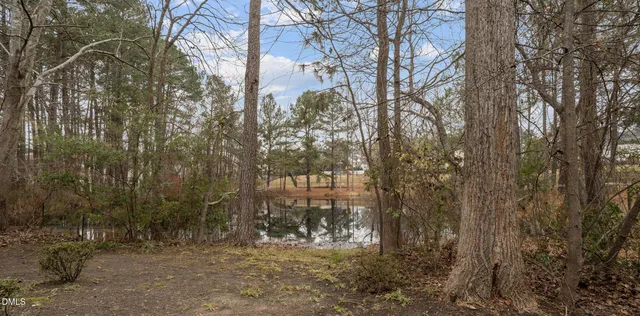a view of a forest filled with trees