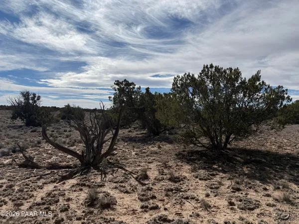a view of a bunch of trees