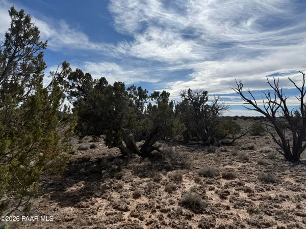 a view of a dry space with lots of trees