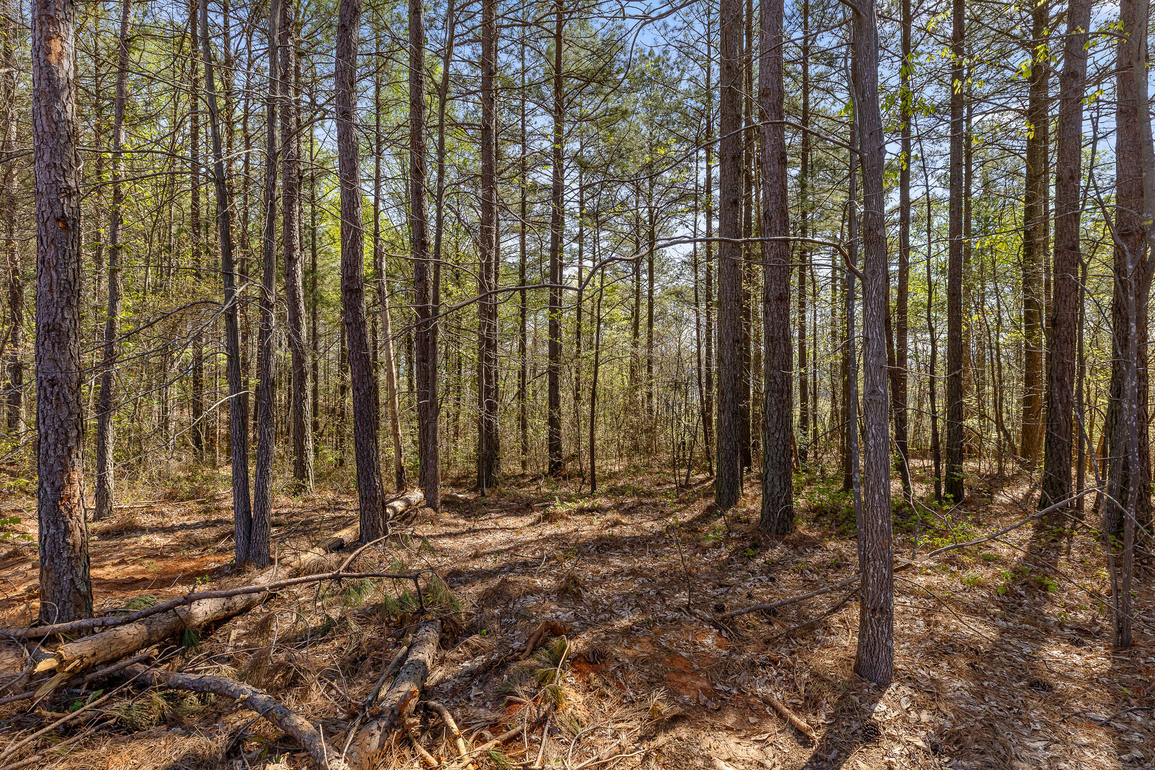 0 High Ground Road Guild, TN 37340 - Photo 4 of 24 05-Rgr2233-4
