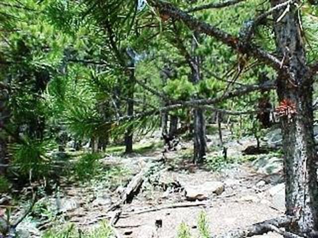 17 Pooh Corner Road Idaho Springs, CO 80452 - Photo 1 of 1 Gallery Image 1