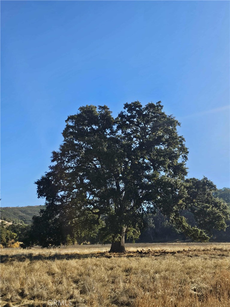 17680 Morgan Valley Road Lower Lake, CA 95457 - Photo 7 of 29 a view of a yard