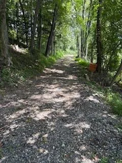 a view of a lush green forest