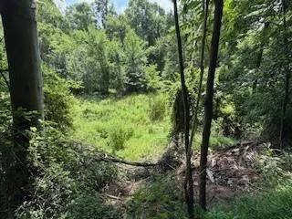 a view of a lush green forest