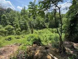 a view of a lush green forest