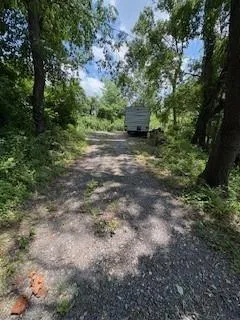 a view of a yard with plants and large trees