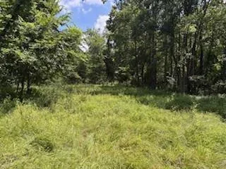 a view of a lush green forest