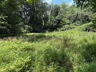 a view of a forest with trees in the background