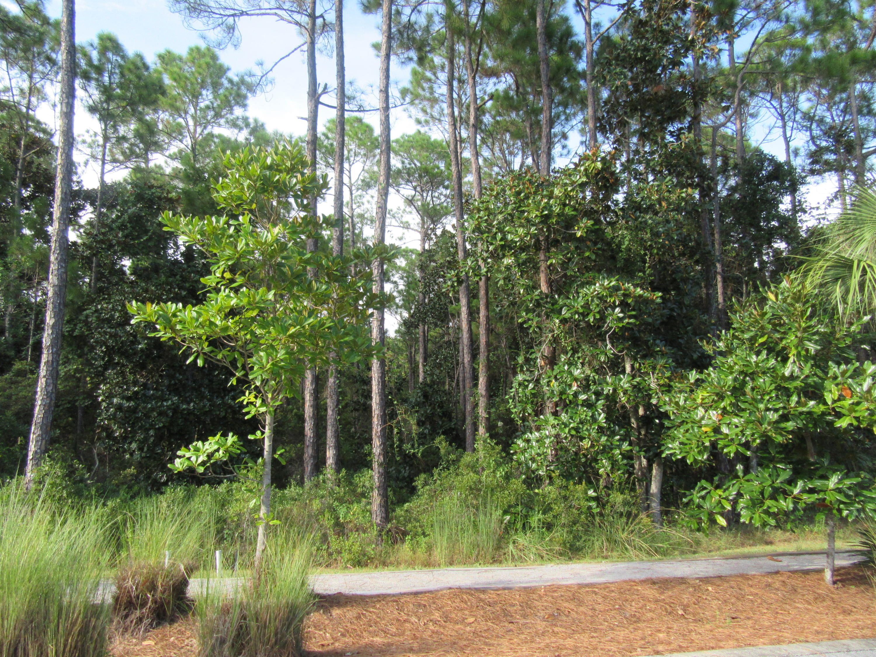 Lot 10 Marlberry Santa Rosa Beach Santa Rosa Beach, FL 32459 - Photo 2 of 16 Gallery Image 2