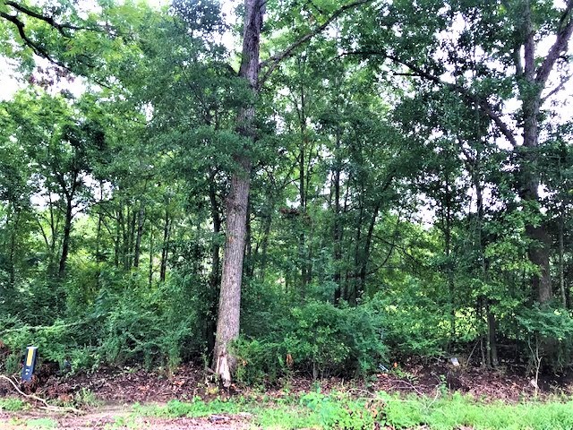 0 Enon Road Webb, AL 36376 - Photo 4 of 9
