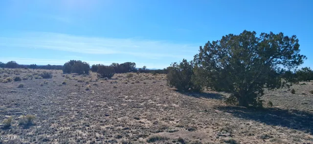 a view of a dry yard with trees in the background