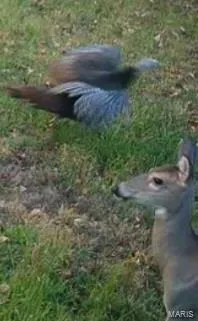 $167,000 | 0 Lori Lane, Ironton, MO 63650