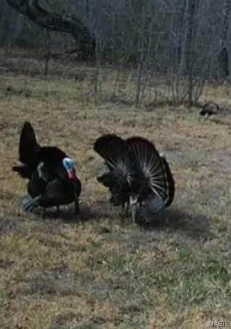 $167,000 | 0 Lori Lane, Ironton, MO 63650