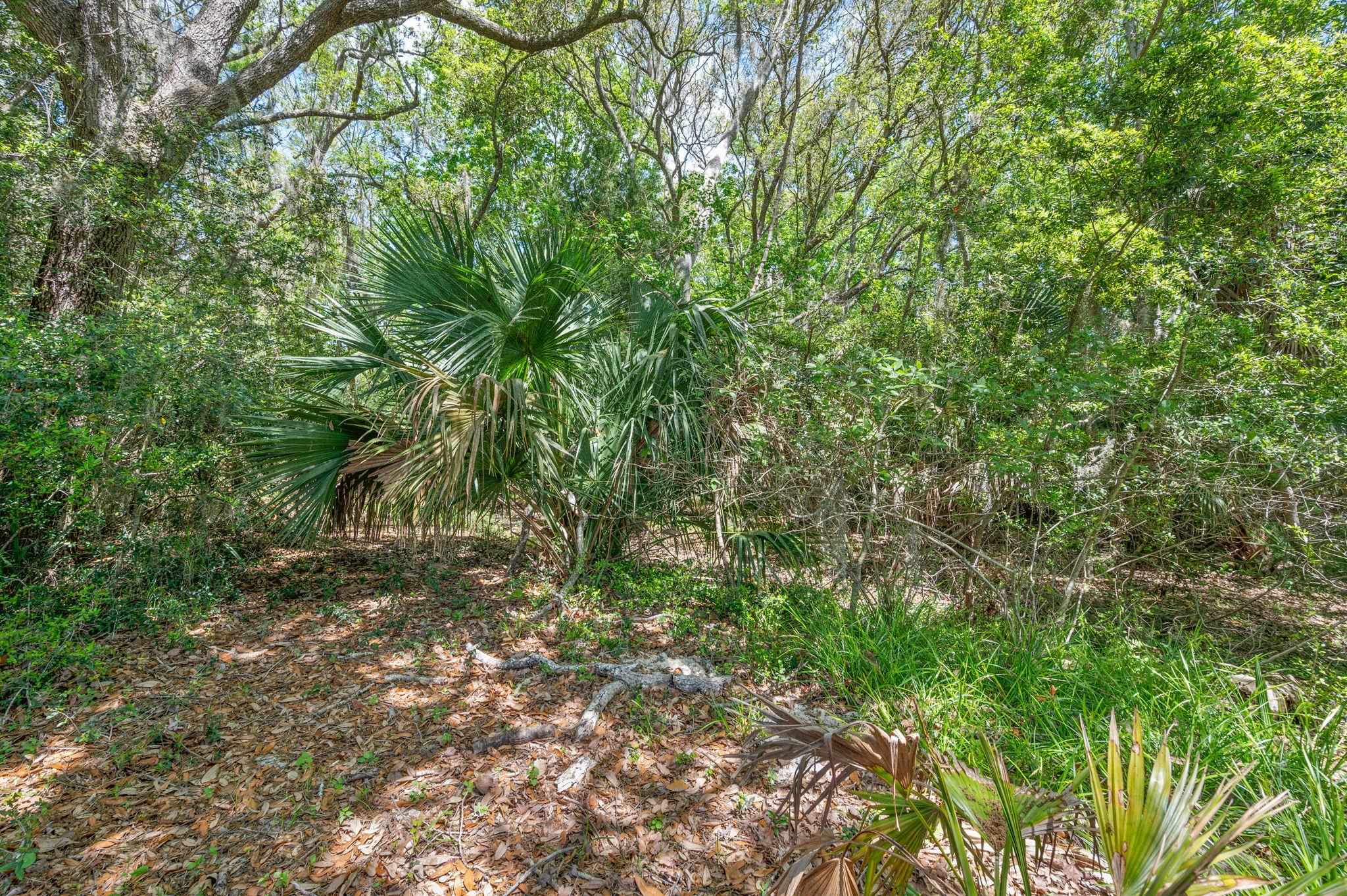 1184 Overdale Road St. Augustine, FL 32080 - Photo 57 of 75 View of local wilderness