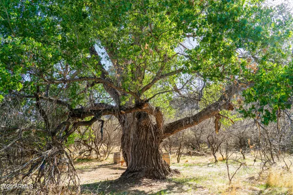 a view of a yard with a tree