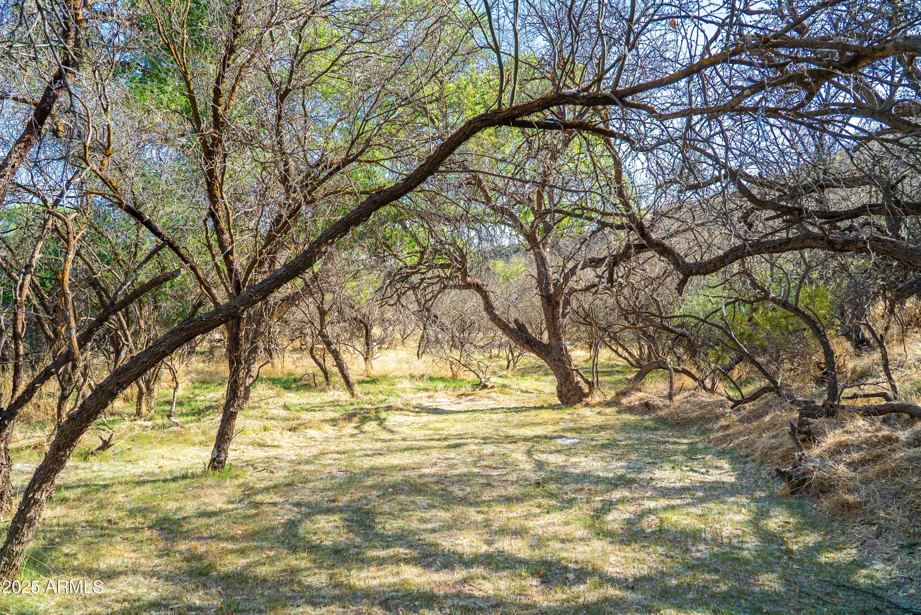 0 East Willow Point Road Cornville, AZ 86325 - Photo 9 of 16 a view of yard yard
