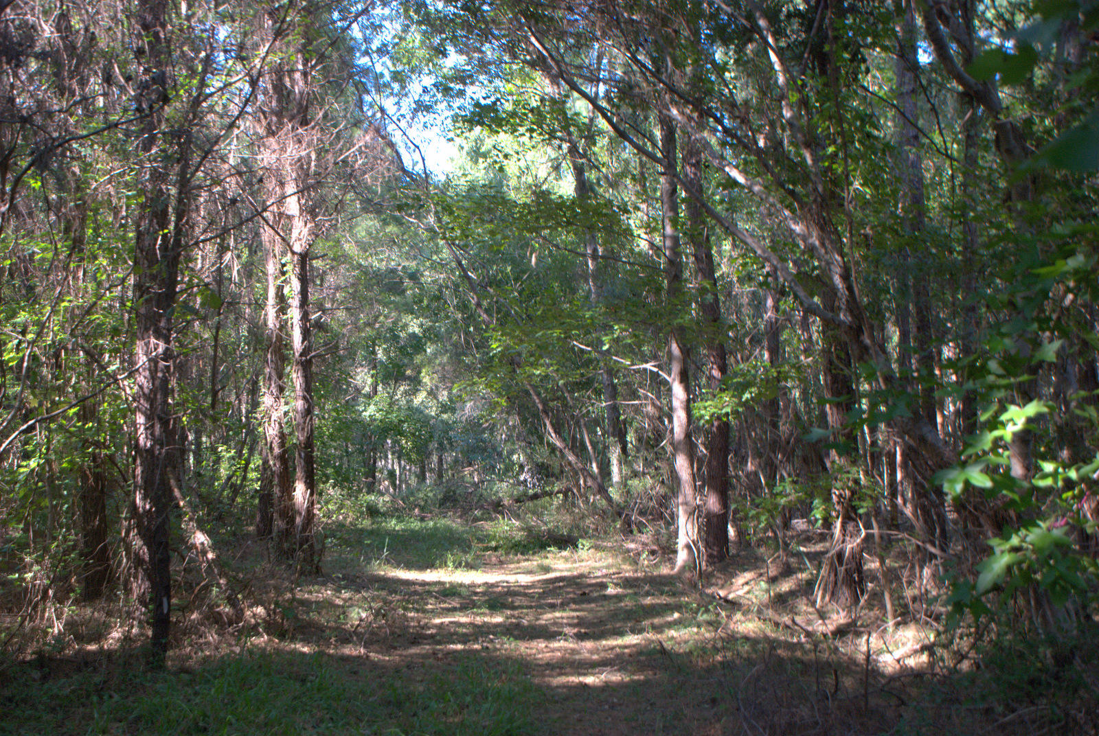 2040 Bentz Road Wadmalaw Island, SC 29487 - Photo 1 of 11 DSC_4372