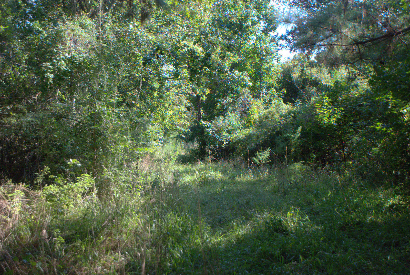 2040 Bentz Road Wadmalaw Island, SC 29487 - Photo 11 of 11 DSC_4373