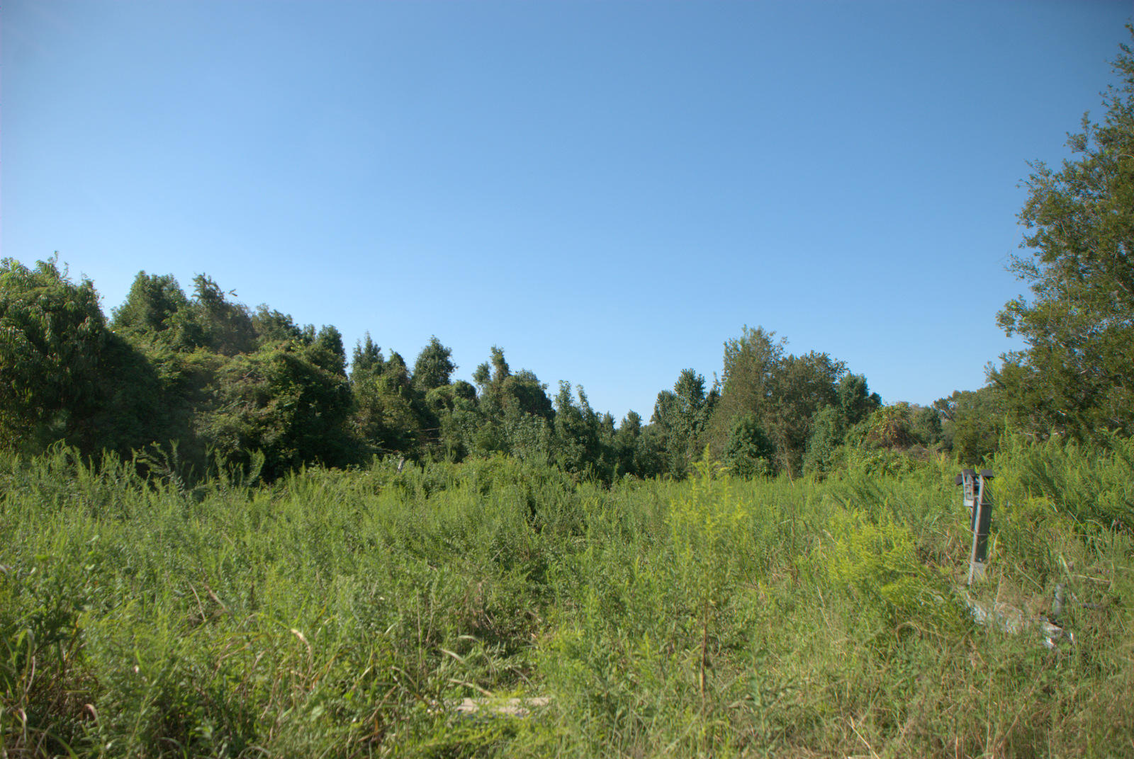 2040 Bentz Road Wadmalaw Island, SC 29487 - Photo 5 of 11 DSC_4364