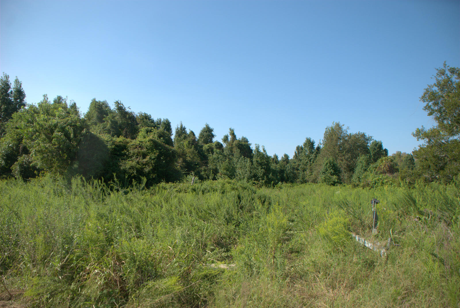 2040 Bentz Road Wadmalaw Island, SC 29487 - Photo 6 of 11 DSC_4365
