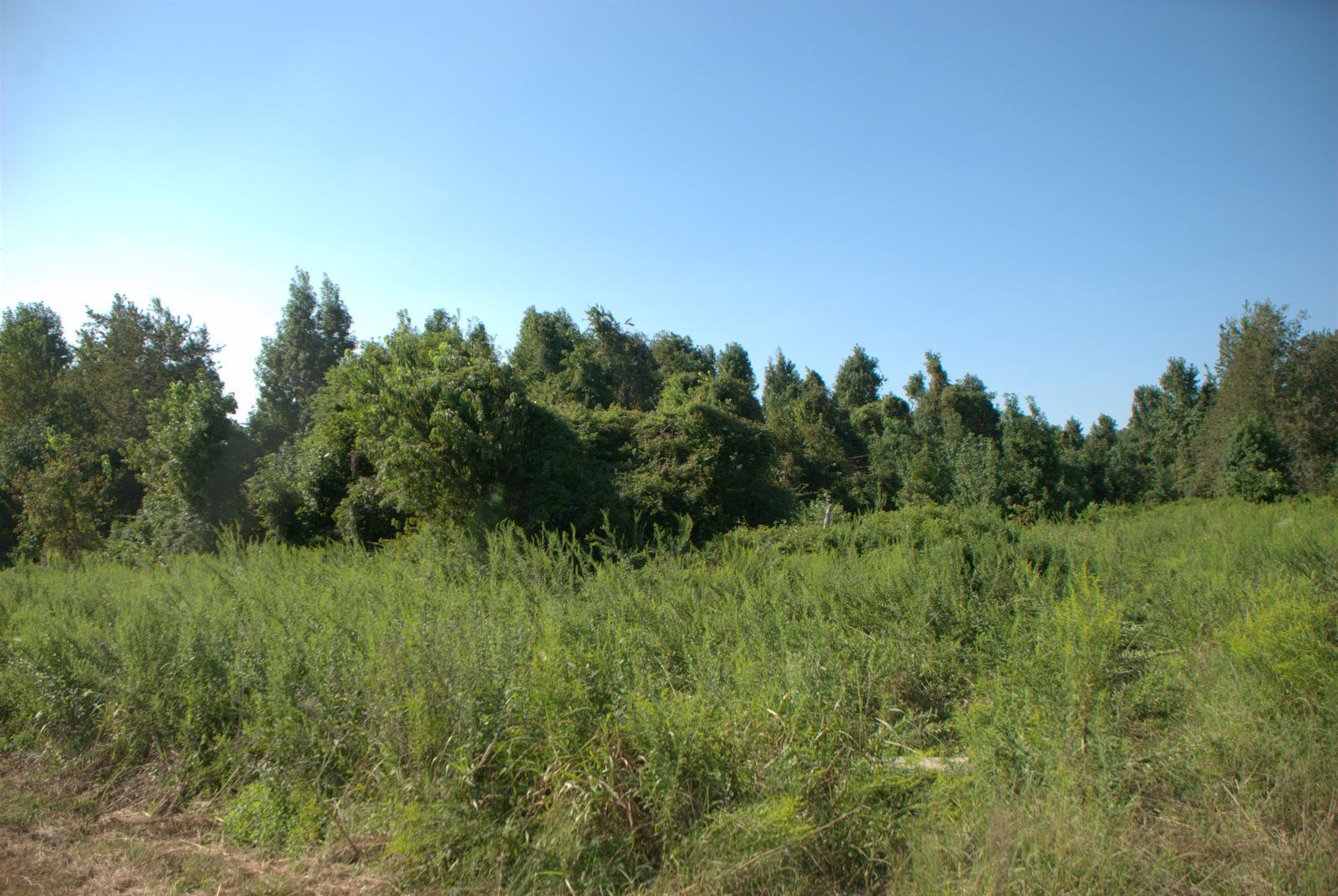 2040 Bentz Road Wadmalaw Island, SC 29487 - Photo 7 of 11 DSC_4366
