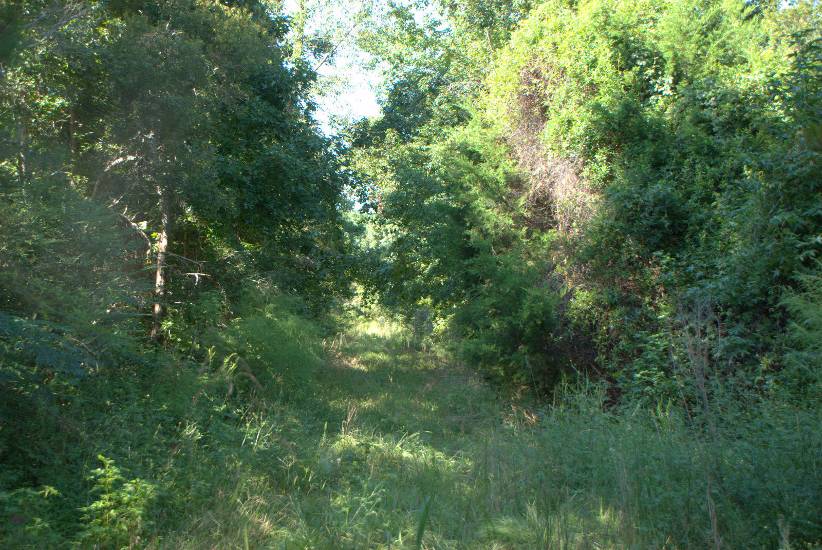 2040 Bentz Road Wadmalaw Island, SC 29487 - Photo 10 of 11 DSC_4370