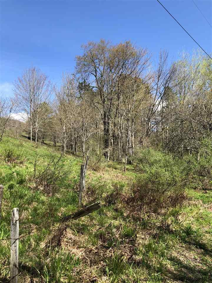 608 Cartwright Road Roxbury, NY 12421 - Photo 3 of 17 a view of a yard with a tree
