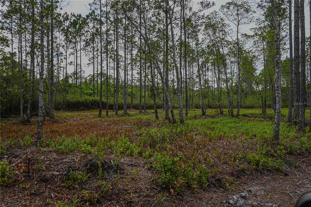 Northeast 150th Avenue Road Fort McCoy, FL 32134 - Photo 34 of 48 Gallery Image 34