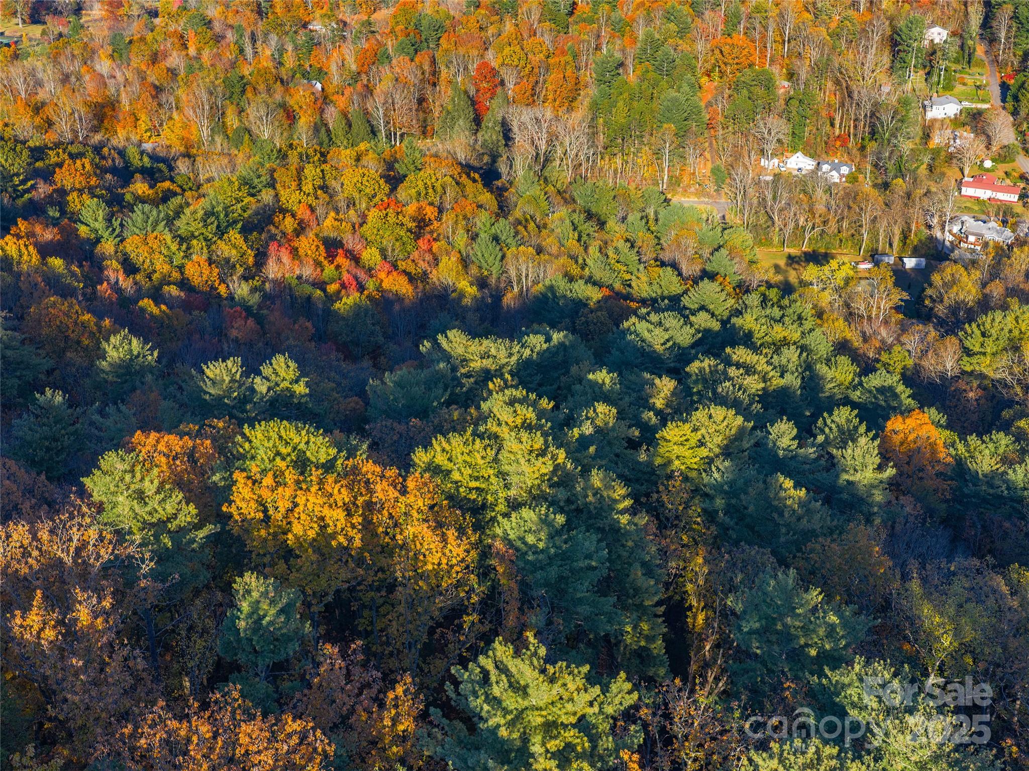 51 Rice Branch Road Asheville, NC 28804 - Photo 2 of 8 a view of flowers