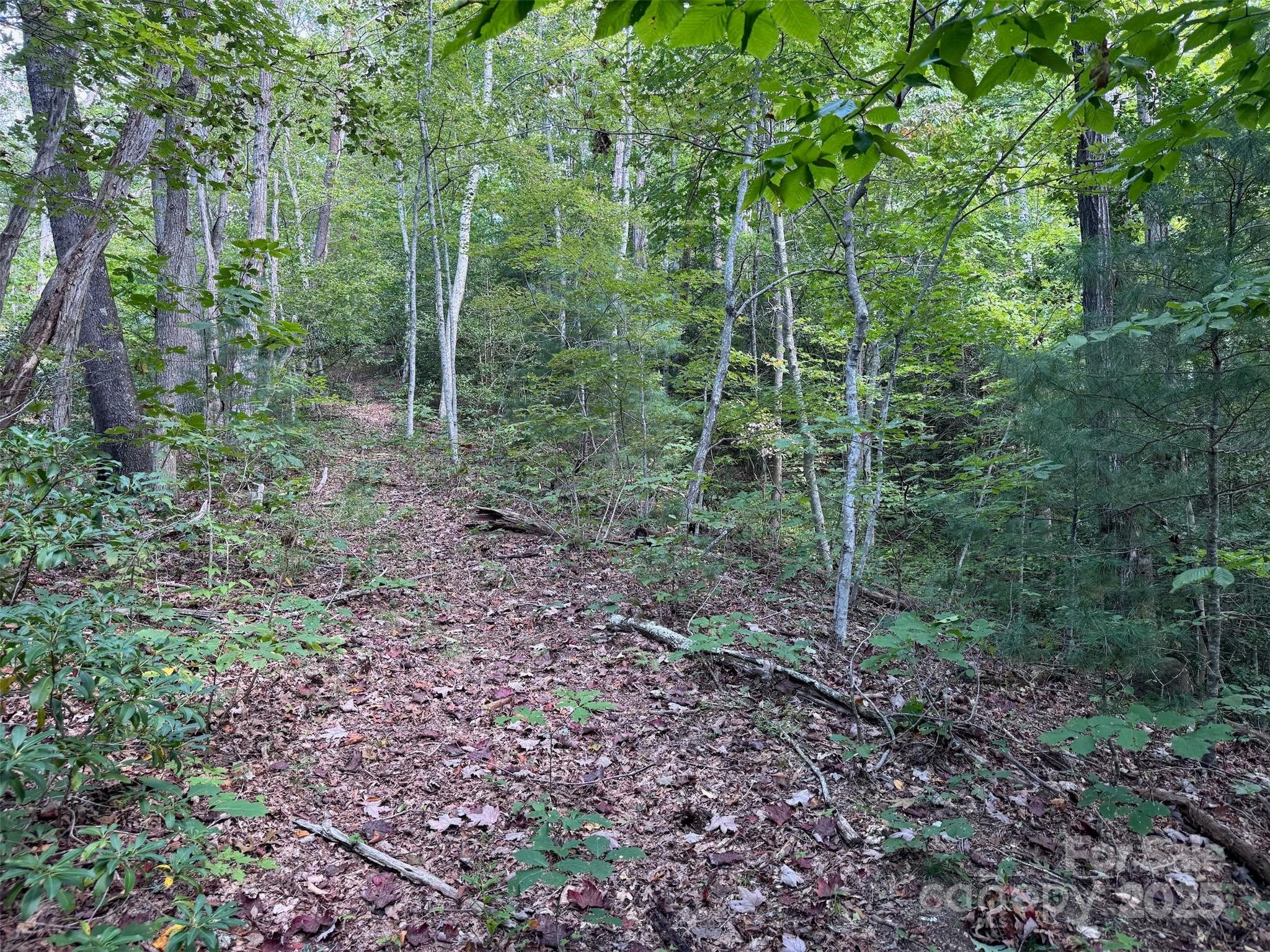 508 Old Bee Tree Road Swannanoa, NC 28778 - Photo 12 of 37 a view of a forest with trees