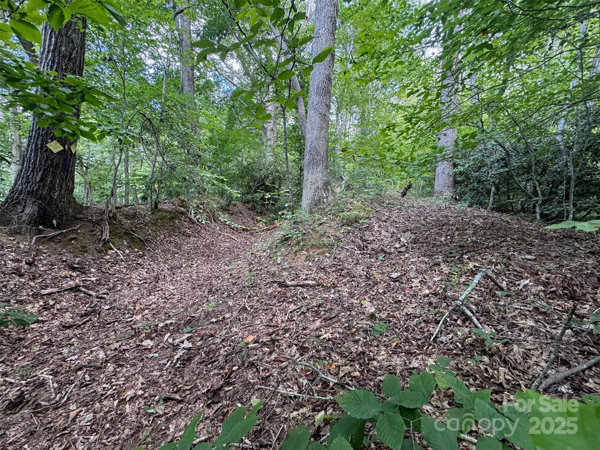 508 Old Bee Tree Road Swannanoa, NC 28778 - Photo 13 of 37 a view of a forest that has large trees
