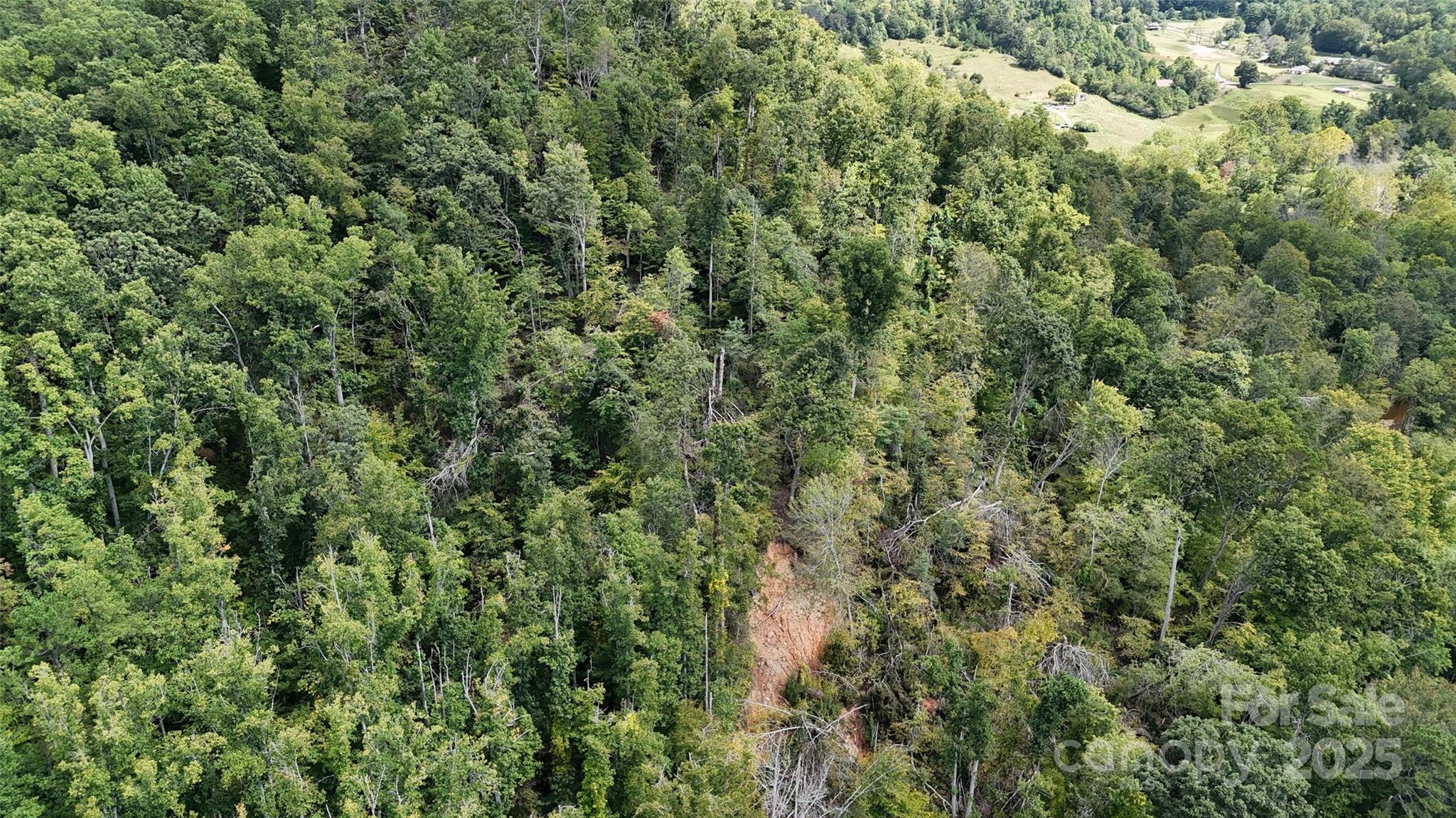 508 Old Bee Tree Road Swannanoa, NC 28778 - Photo 24 of 37 a view of a lush green forest
