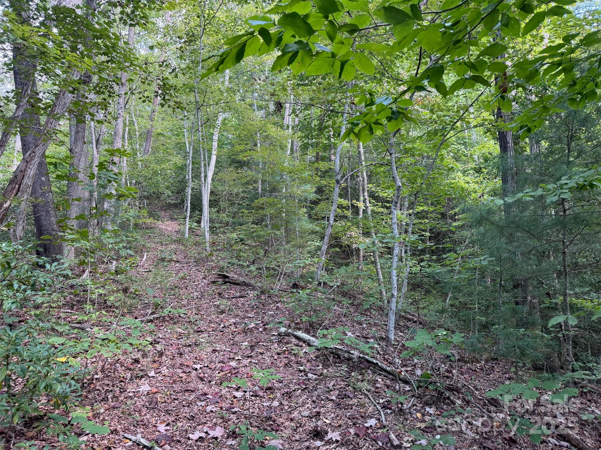 508 Old Bee Tree Road Swannanoa, NC 28778 - Photo 8 of 37 a view of a forest that has large trees