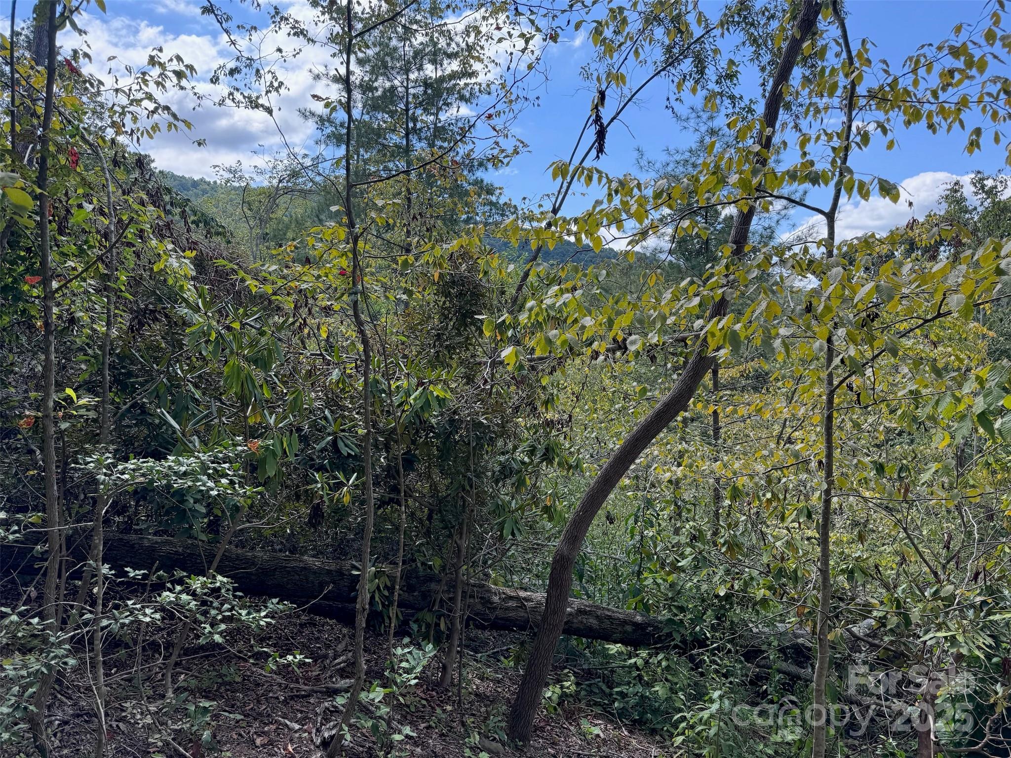 508 Old Bee Tree Road Swannanoa, NC 28778 - Photo 9 of 37 a view of a city with lush green forest