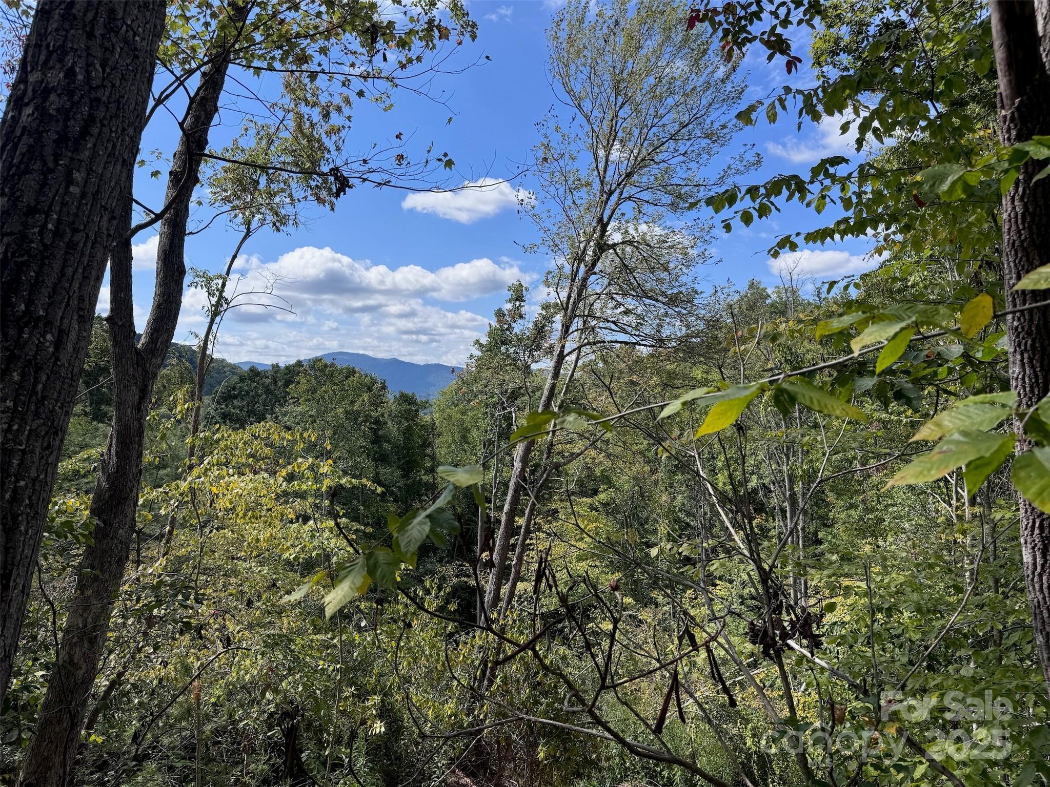 508 Old Bee Tree Road Swannanoa, NC 28778 - Photo 10 of 37 a view of a tree