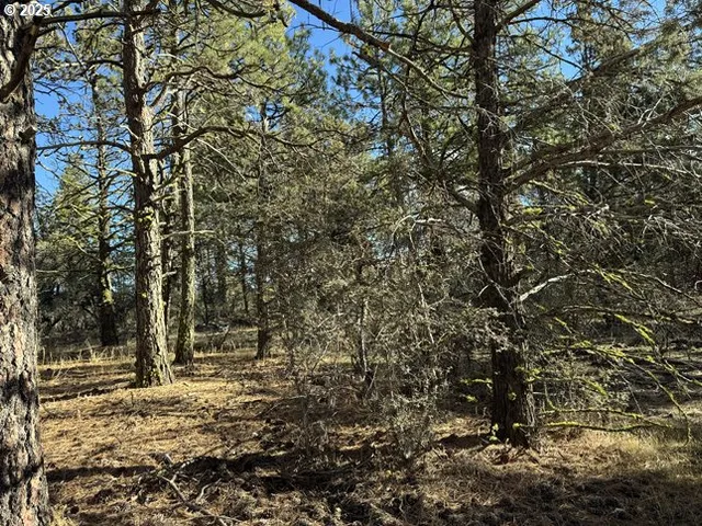 a view of a forest with trees