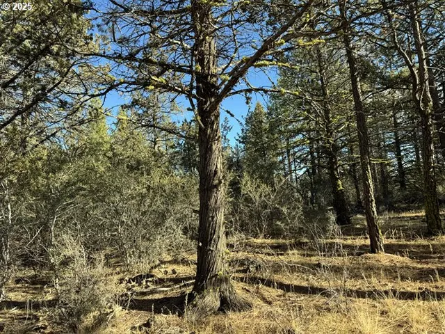 a view of outdoor space with lots of trees