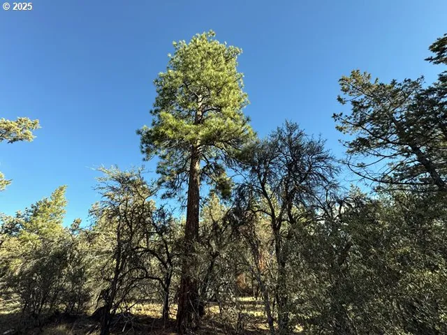 a close up of a tree